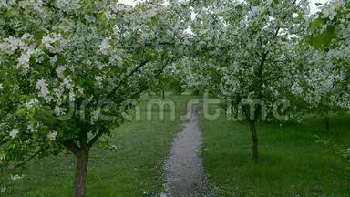 青白枝开苹果树上路春时节。